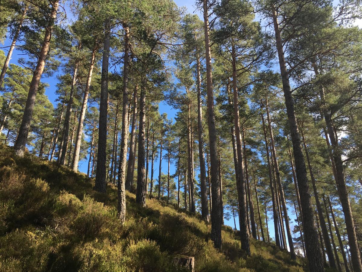 Firhall Highland B&B Grantown-on-Spey 외부 사진